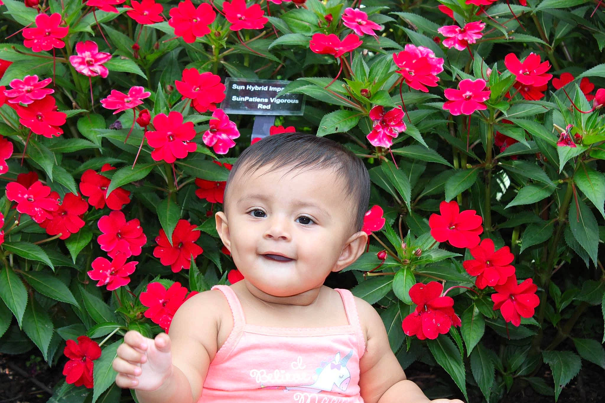 Samera is registered to the contest to win money with this photo: annual_plant, begonia, botany, busy_lizzie, camellia, child, flower, flowering_plant, herbaceous_plant, impatiens, joy, perennial_plant, person, petal, pink, pink_family, plant, red, shrub, spring