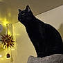black_cat, cat, cat_tree, indoor, wall_decoration, sun_moon, fairy_lights, yellow_lights, pet, feline, perched, cozy, domestic_cat, animal, whiskers, curious, furniture, household, quiet, mystical