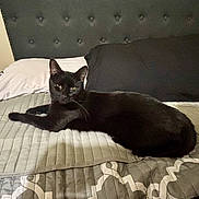 Binx is registered to the contest to win money with this photo: black_cat, cat, bed, blanket, pillow, indoor, pet, feline, resting, fur, animal, domestic_animal, sleepy, cozy, comfort, headboard, striped_blanket, quilt, relaxing, looking