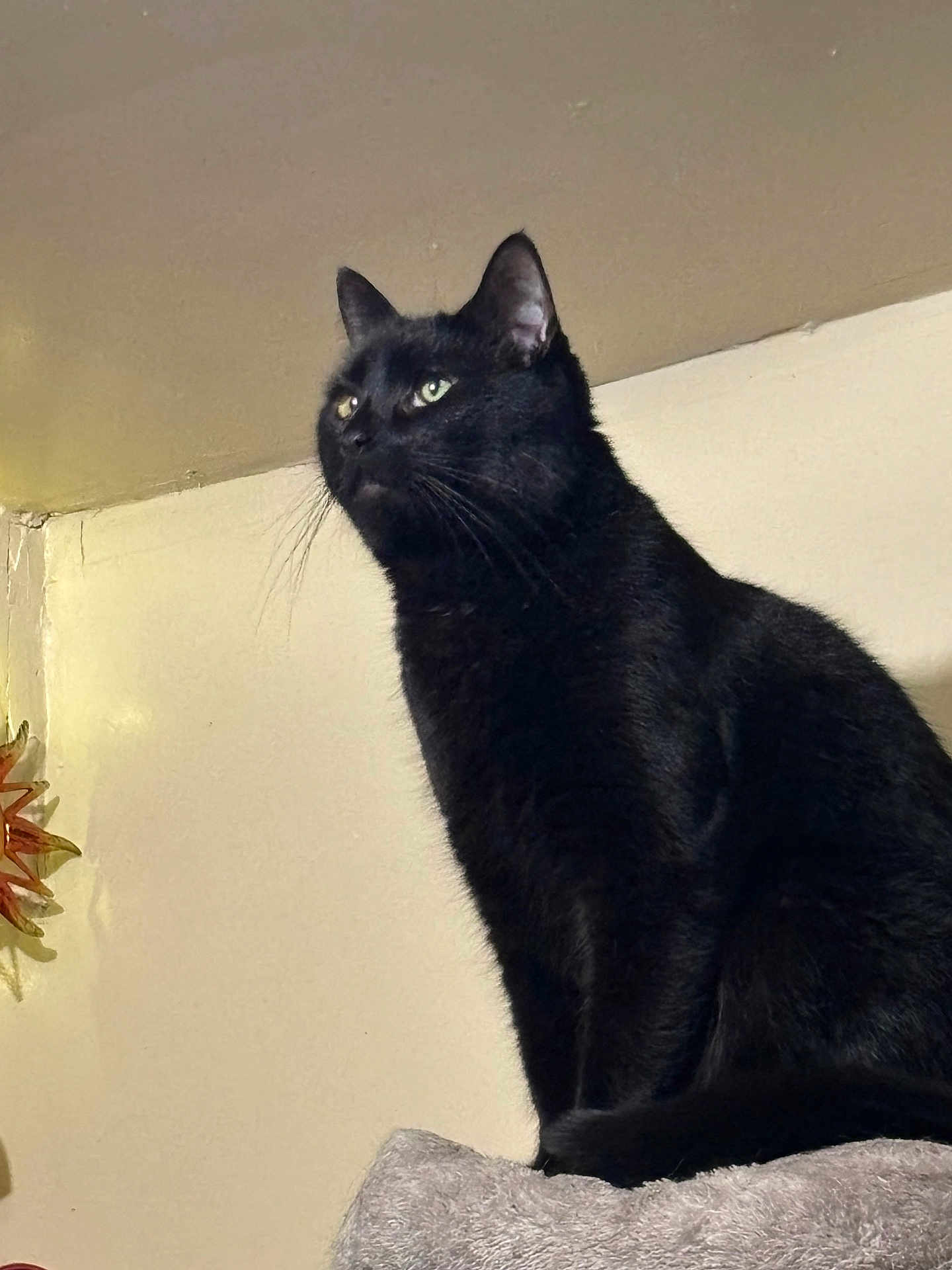 Binx joined the competition — help win amazing prizes! black_cat, cat, pet, animal, indoor, feline, sitting, fur, whiskers, ears, alert, looking_away, perched, domestic_cat, mammal, cute, portrait, household, soft_lighting, wall