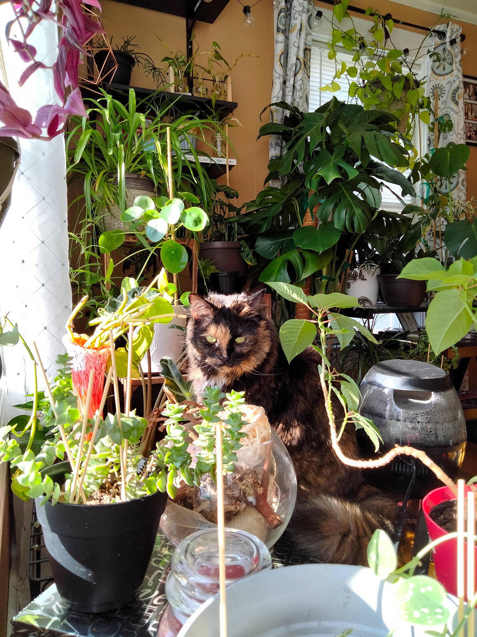 Crumpet is registered to the contest to win money with this photo: annual_plant, backyard, botany, carnivore, cat, felidae, flower, flowering_plant, flowerpot, garden, grass, groundcover, herb, herbaceous_plant, houseplant, plant, small_to_medium_sized_cats, terrestrial_plant, whiskers, yard