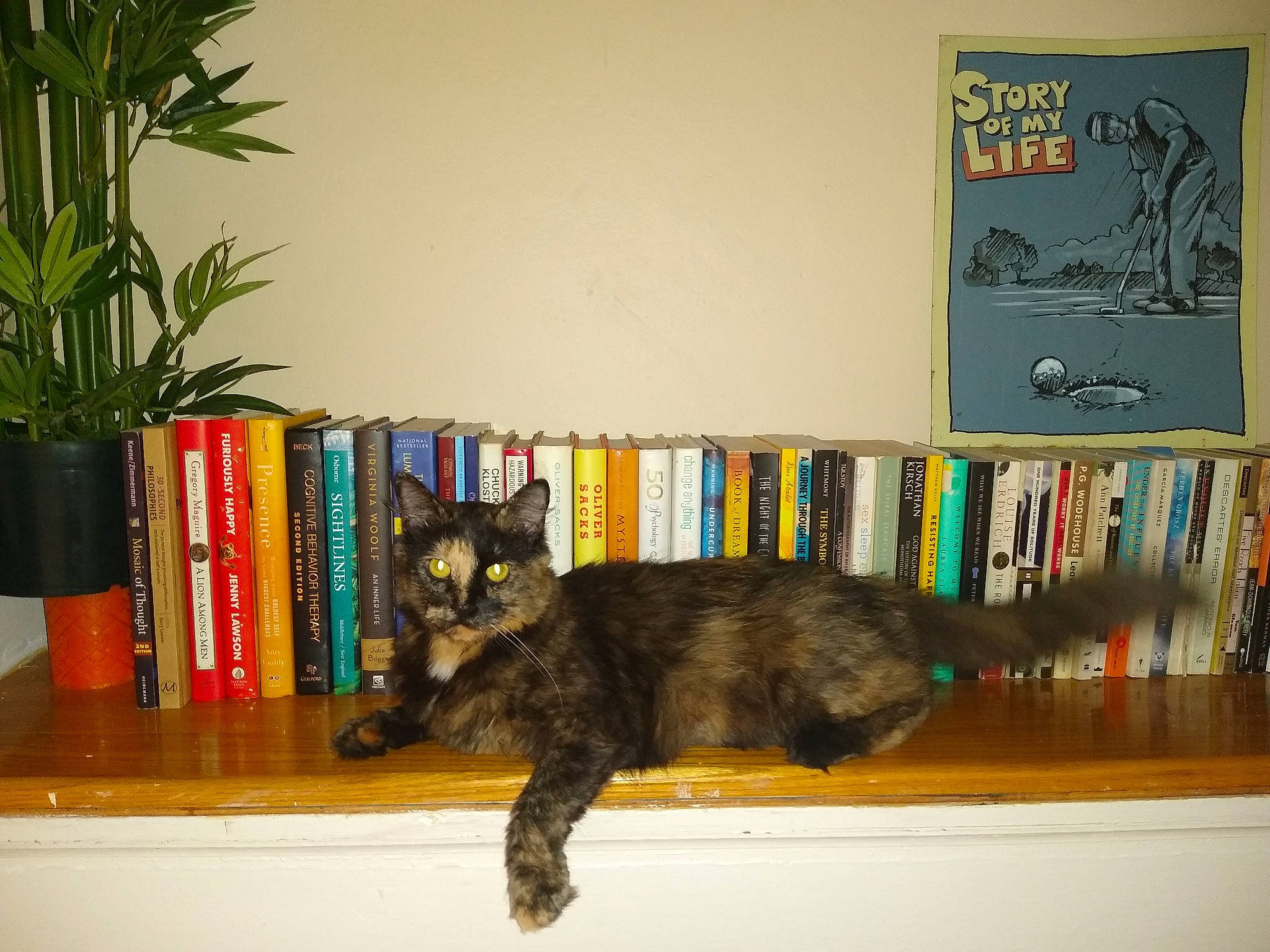 Crumpet joined the competition — help win amazing prizes! art, book, bookcase, carnivore, cat, felidae, flowerpot, furniture, houseplant, living_room, mammal, plant, publication, shelf, shelving, small_to_medium_sized_cats, table, vertebrate, whiskers, wood