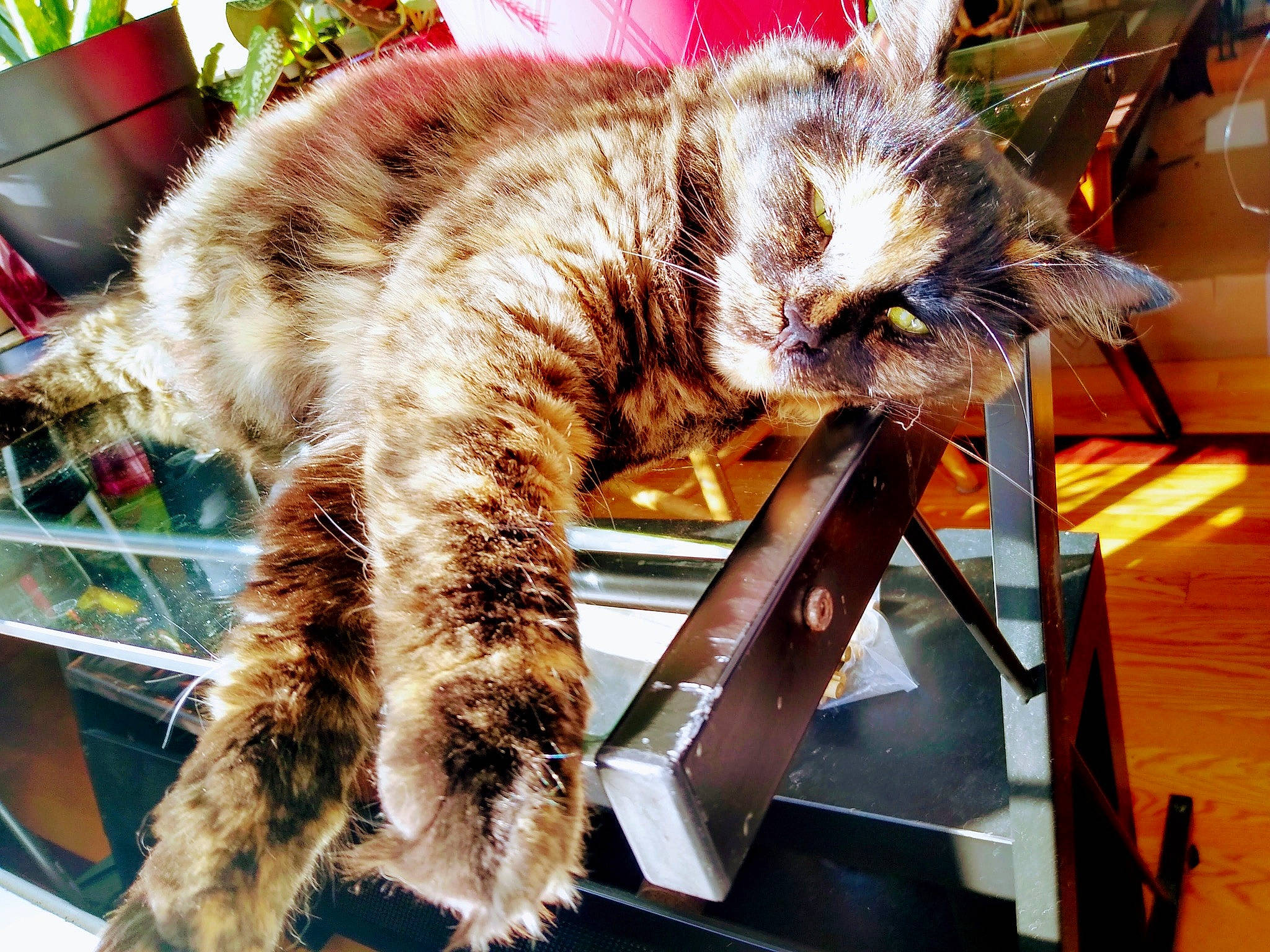 Crumpet is registered to the contest to win money with this photo: carnivore, cat, claw, comfort, domestic_short_haired_cat, fawn, felidae, flowerpot, fur, lap, mammal, metal, paw, plant, small_to_medium_sized_cats, snout, tail, vertebrate, whiskers, window