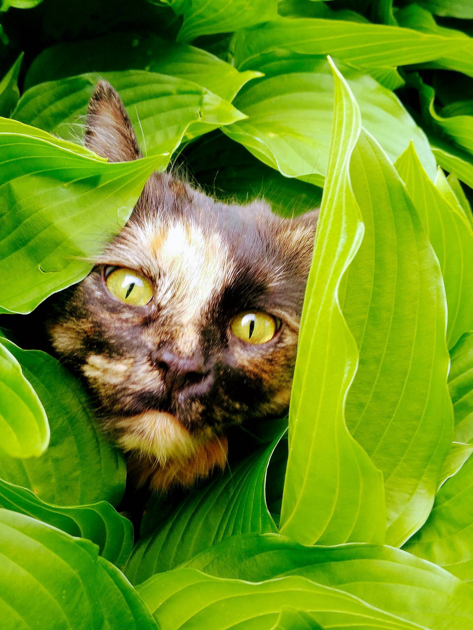 Crumpet joined the competition — help win amazing prizes! bat, botany, carnivore, cat, close_up, domestic_short_haired_cat, fawn, felidae, fur, grass, herb, leaf, organism, plant, small_to_medium_sized_cats, snout, terrestrial_animal, terrestrial_plant, whiskers, wildlife