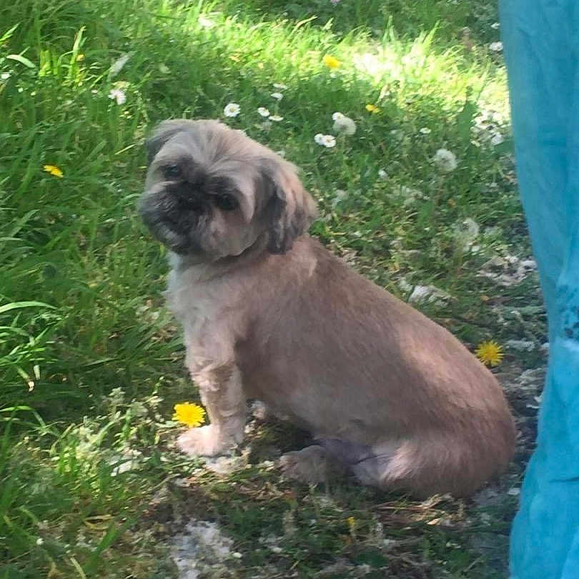 Lou a rejoint le concours — aidez-le/la à gagner de superbes lots ! dog, grass, flowers, dandelion, outdoor, pet, small_dog, fur, nature, animal, greenery, sunlight, plant, ground, person_partial, paws, sitting, curious, portrait, daylight