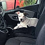 animal, bulldog, canine, car, car_interior, carseat, dog, pet, pointer, puppy, transportation, vehicle