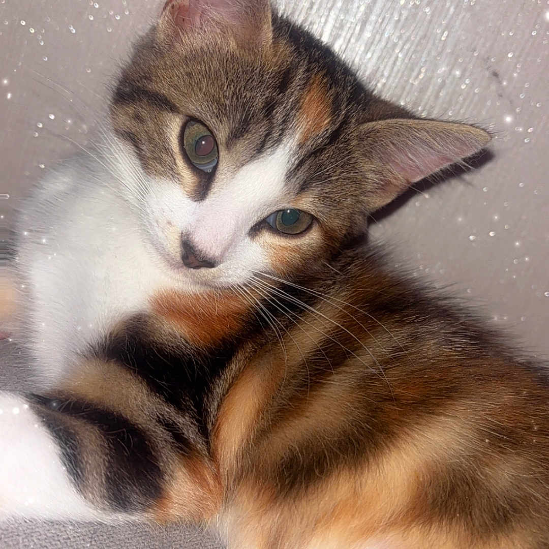 Princesse