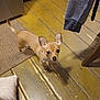 alert, animal, cabinet, canine, chihuahua, companion, curious, cute, dog, domestic, flooring, indoor, kitchen, pet, rug, small_dog, standing, tan_dog, tiny, wooden_floor