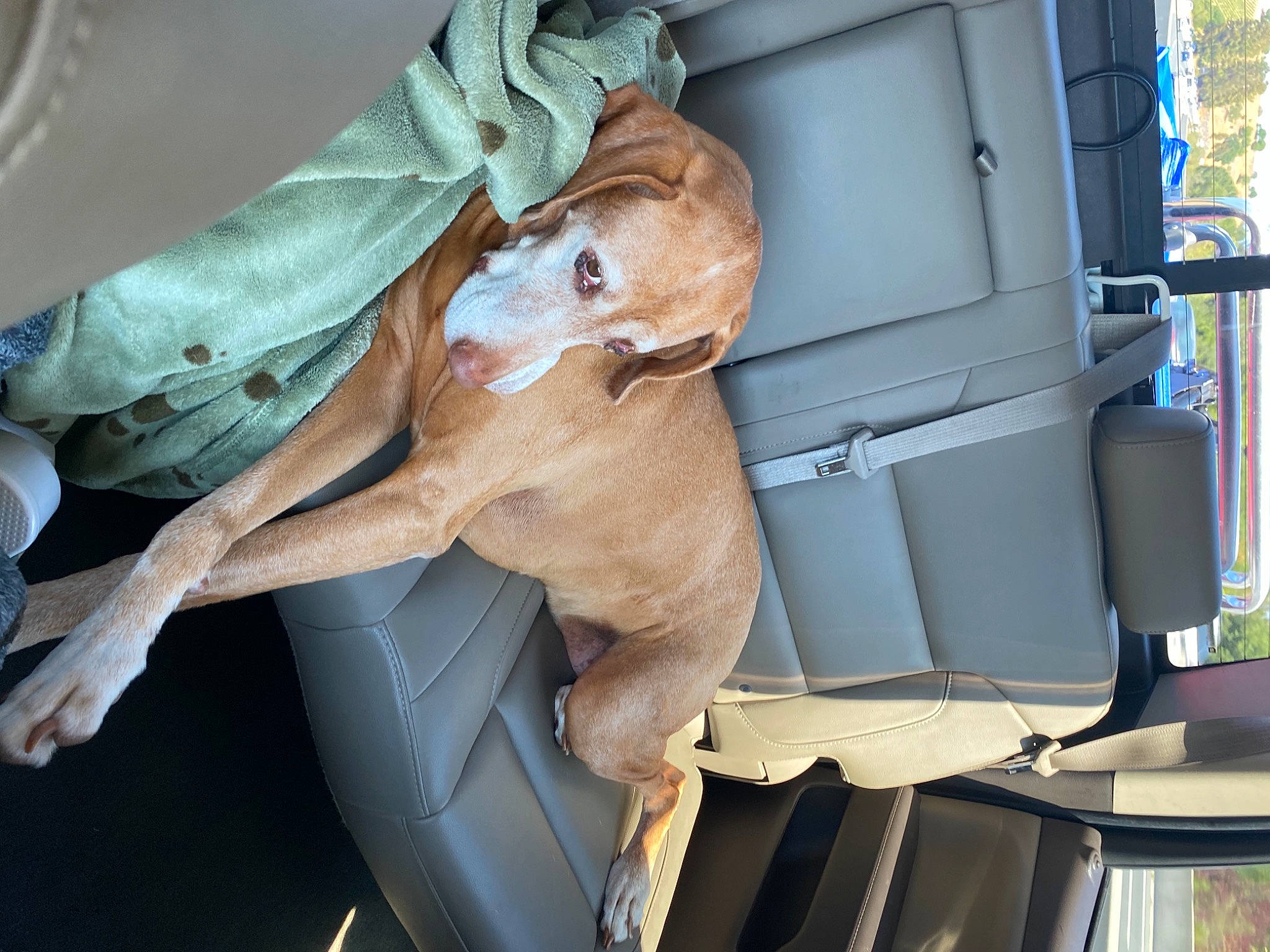 Boo joined the competition — help win amazing prizes! auto_part, automotive_exterior, automotive_window_part, car, car_seat, carnivore, companion_dog, dog, dog_breed, door, family_car, fawn, hood, motor_vehicle, snout, sporting_group, vehicle, vehicle_door, windshield, working_animal