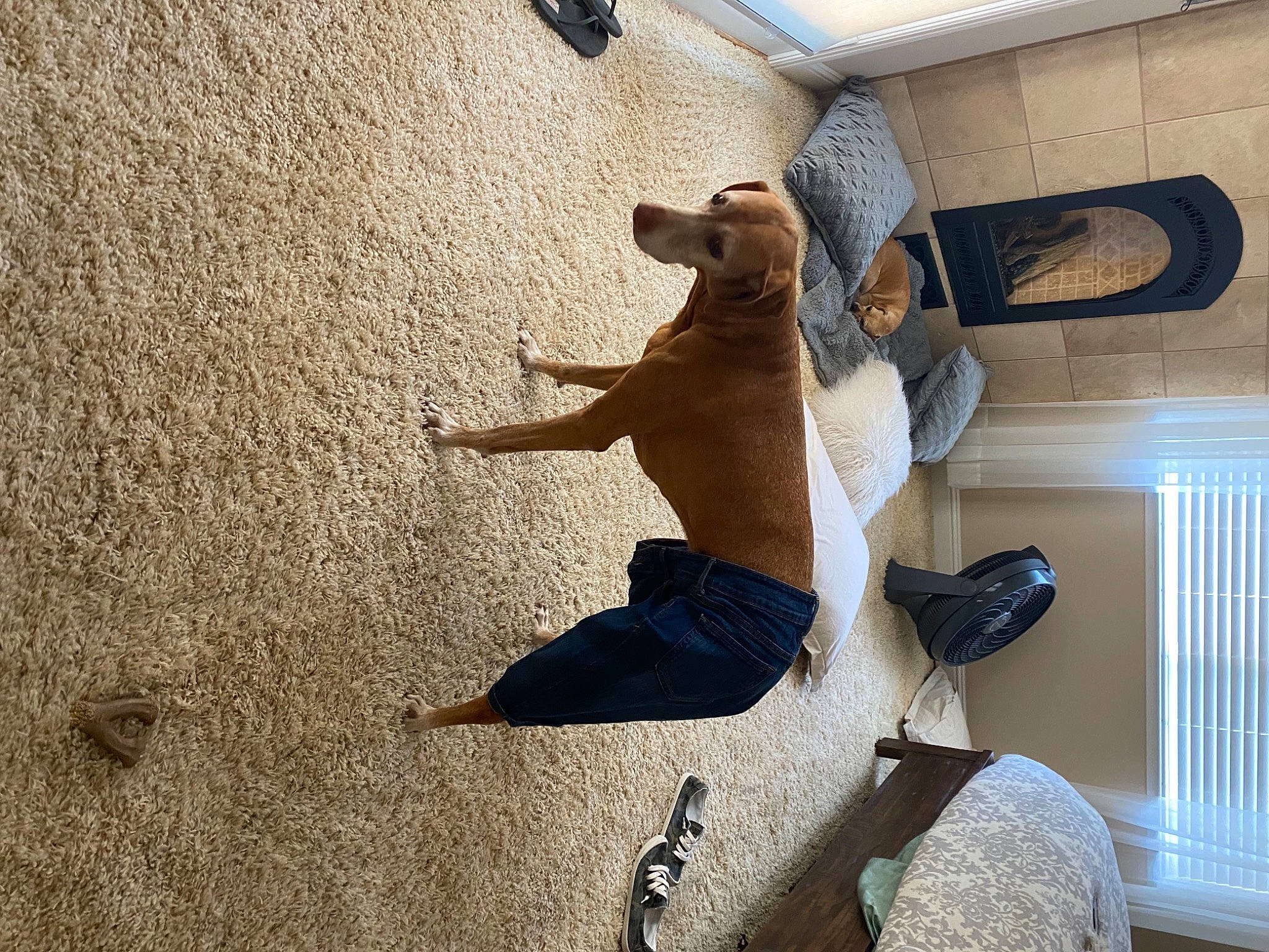 Boo joined the competition — help win amazing prizes! adventure, carnivore, ceiling, comfort, companion_dog, dog, dog_breed, fawn, flooring, foot, hardwood, human_leg, pet_supply, plaster, room, shadow, sporting_group, tail, tints_and_shades, wood