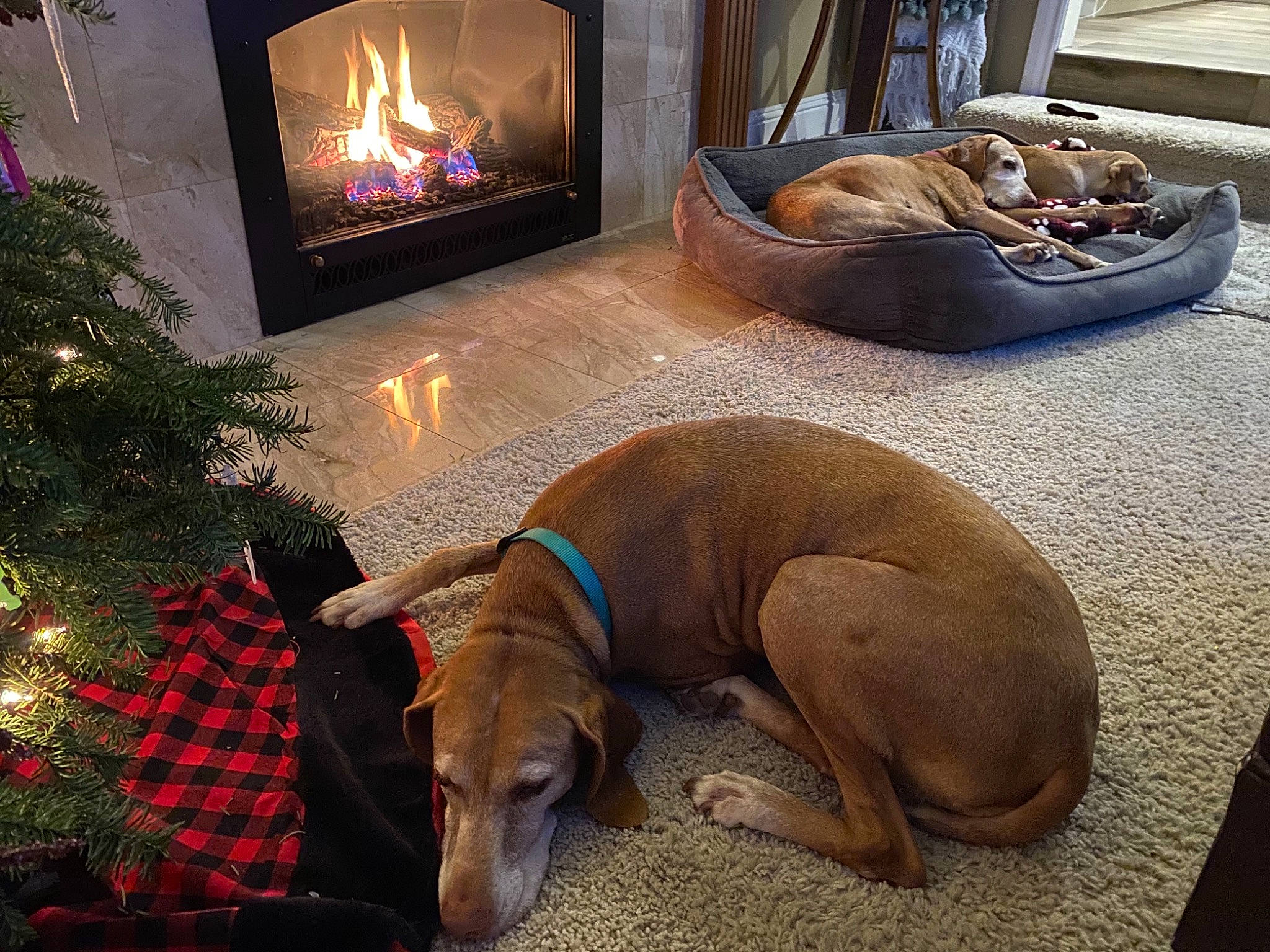 Boo is registered to the contest to win money with this photo: carnivore, christmas_decoration, christmas_tree, comfort, companion_dog, dog, dog_breed, event, fawn, fireplace, gas, hearth, holiday, liver, living_room, room, snout, tail, wood_burning_stove, working_animal