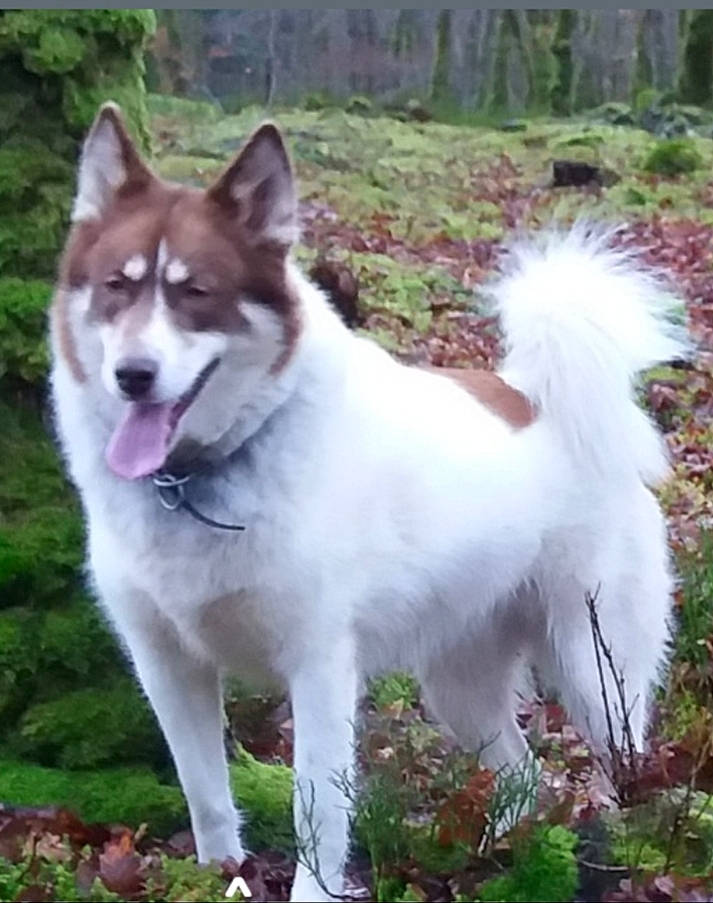 Julia participe au concours pour gagner de l'argent avec cette photo : ancient_dog_breeds, canidae, carnivore, collar, companion_dog, dog, dog_breed, grass, non_sporting_group, plant, sporting_group, tail, terrestrial_animal, tree, working_animal, working_dog