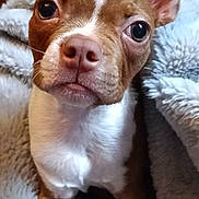 Bentley is registered to the contest to win money with this photo: dog, puppy, brown, white, ears, eyes, nose, blanket, soft, fluffy, pet, animal, cute, close_up, snuggle, toy, indoor, fur, face, expression