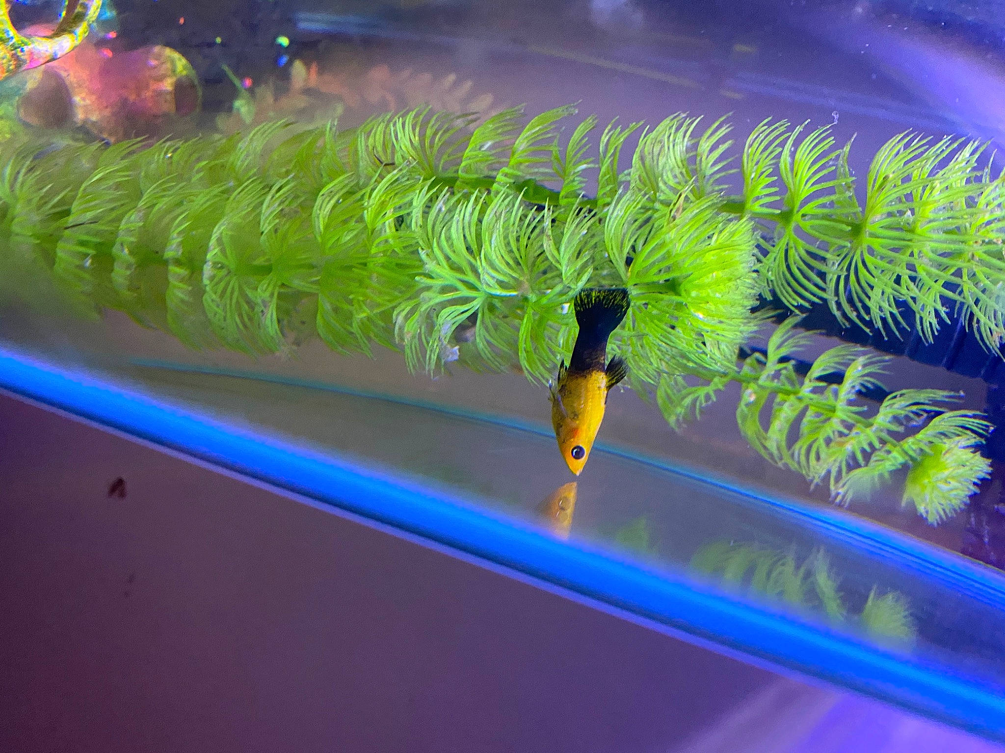 Banana C is registered to the contest to win money with this photo: aquatic_plant, caterpillar, freshwater_aquarium, green, insect, invertebrate, larva, marine_biology, organism, plant