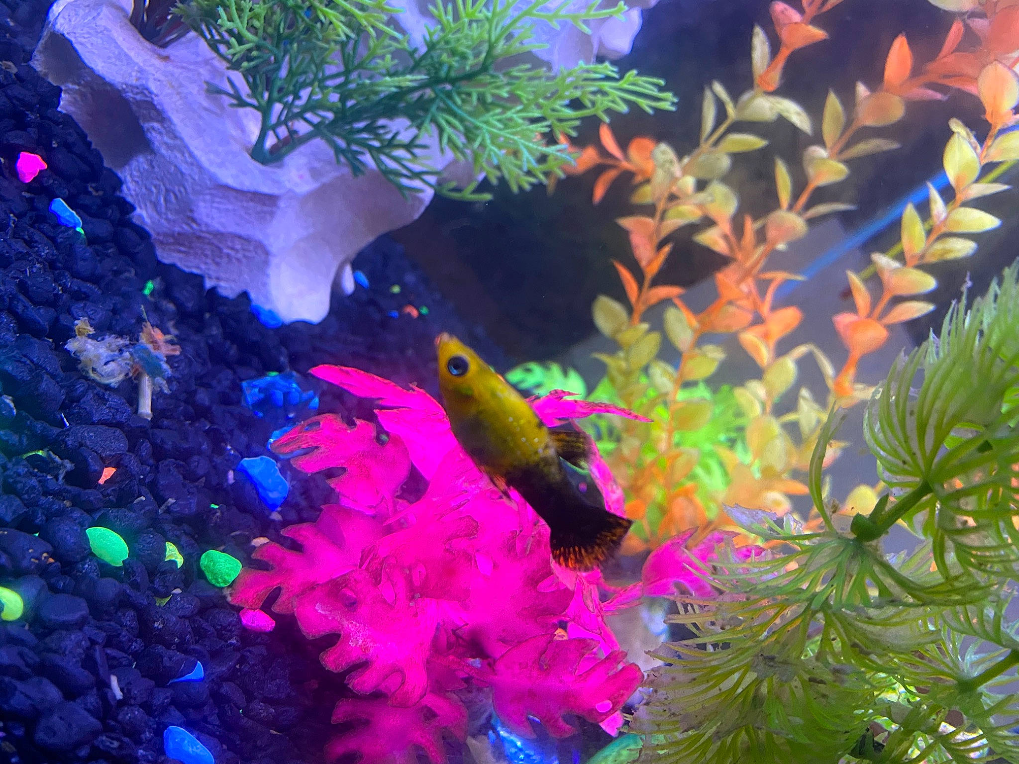 Banana C is registered to the contest to win money with this photo: aquarium, aquarium_decor, aquatic_plant, bird, botany, coral_reef, coral_reef_fish, feeder_fish, fish, freshwater_aquarium, marine_biology, organism, plant, reef, tail, underwater, wildlife