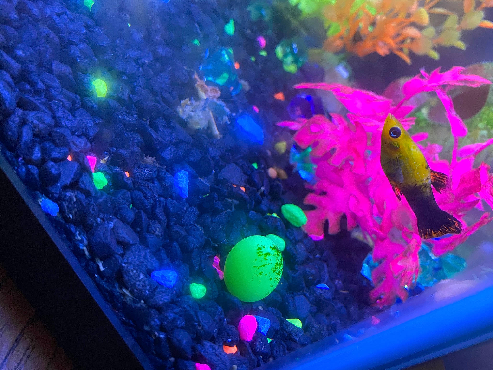 Banana C is registered to the contest to win money with this photo: aquarium_decor, electric_blue, freshwater_aquarium, magenta, organism, purple, violet
