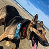 Vito is registered to the contest to win money with this photo: dog, german_shepherd, beach, sand, blue_sky, tongue_out, harness, bow_tie, happy, pet, animal, playing, water_bowl, toy, sunny, outdoor, canine, summer, daytime, closeup