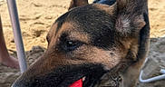 Vito joined the competition — help win amazing prizes! dog, german_shepherd, beach, sand, ocean, snack, popsicle_wrapper, hand, chair, summer, outdoor, pet, animal, canine, fun, daytime, vacation, closeup, playful, recreation