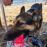 dog, german_shepherd, beach, sand, ocean, snack, popsicle_wrapper, hand, chair, summer, outdoor, pet, animal, canine, fun, daytime, vacation, closeup, playful, recreation