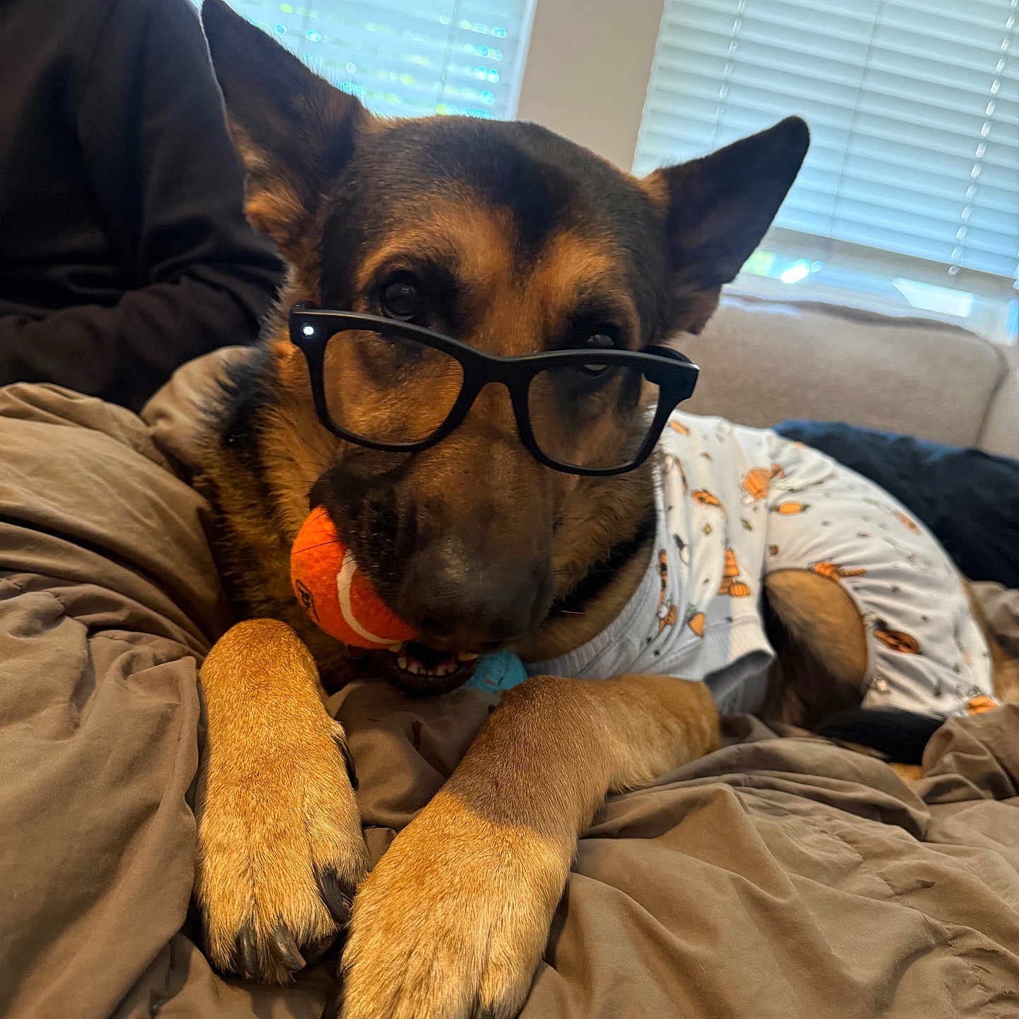 Vito is registered to the contest to win money with this photo: dog, german_shepherd, glasses, pajamas, bed, blanket, ball, indoor, pet, canine, window, blinds, person, resting, cute, animal, domestic_animal, brown, black, cozy