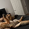 Vito joined the competition — help win amazing prizes! dog, german_shepherd, bed, lying_down, paws_up, indoors, blanket, door, television, relaxed, resting, fur, canine, domestic_animal, sleeping_position, comfort, living_room, black_bedspread, brown_fur, pet