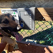 Vito is registered to the contest to win money with this photo: dog, paw, dollar_bill, donation_box, wooden_fence, chain_link_fence, sign, shadow, sunlight, outdoor, pet, animal, happy, tongue_out, metal_lock, greenery, hand, daylight, close_up, friendly