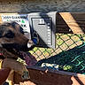 dog, paw, dollar_bill, donation_box, wooden_fence, chain_link_fence, sign, shadow, sunlight, outdoor, pet, animal, happy, tongue_out, metal_lock, greenery, hand, daylight, close_up, friendly