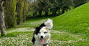 Djungo a rejoint le concours — aidez-le/la à gagner de superbes lots ! dog, border_collie, black_and_white, outdoors, park, meadow, grass, flowers, daisies, trees, nature, spring, greenery, running, happy, tongue_out, fluffy_tail, collar, landscape, overcast_sky