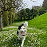 dog, border_collie, black_and_white, outdoors, park, meadow, grass, flowers, daisies, trees, nature, spring, greenery, running, happy, tongue_out, fluffy_tail, collar, landscape, overcast_sky