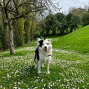 Djungo participe au concours pour gagner de l'argent avec cette photo : dog, border_collie, black_and_white, standing, tongue_out, happy, outdoors, meadow, wildflowers, daisies, grass, park, trees, woodland, hillside, cloudy_sky, nature, pet, collar, portrait