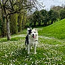 dog, border_collie, black_and_white, standing, tongue_out, happy, outdoors, meadow, wildflowers, daisies, grass, park, trees, woodland, hillside, cloudy_sky, nature, pet, collar, portrait