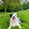 Djungo participe au concours pour gagner de l'argent avec cette photo : dog, border_collie, black_and_white, fluffy, happy, smiling, tongue, outdoors, meadow, grass, daisies, wildflowers, trees, forest, countryside, nature, portrait, sitting, sunlight, pet