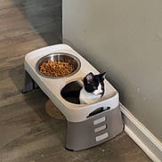 Yugi is registered to the contest to win money with this photo: animal, black_and_white_cat, cat, corner, curious, cute, domestic_cat, empty_bowl, flooring, food_bowl, household, indoor, kibble, pet, pet_feeder, plastic_feeder, resting, small_animal, wall, wood_floor