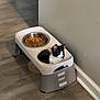 animal, black_and_white_cat, cat, corner, curious, cute, domestic_cat, empty_bowl, flooring, food_bowl, household, indoor, kibble, pet, pet_feeder, plastic_feeder, resting, small_animal, wall, wood_floor