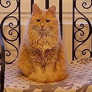 Perle a rejoint le concours — aidez-le/la à gagner de superbes lots ! animal, blanket, calm, cat, chair, cute, domestic_cat, feline, fluffy_cat, fur, furniture, indoor, metal, orange_cat, pattern, pet, portrait, sitting, whiskers, window