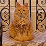 animal, blanket, calm, cat, chair, cute, domestic_cat, feline, fluffy_cat, fur, furniture, indoor, metal, orange_cat, pattern, pet, portrait, sitting, whiskers, window