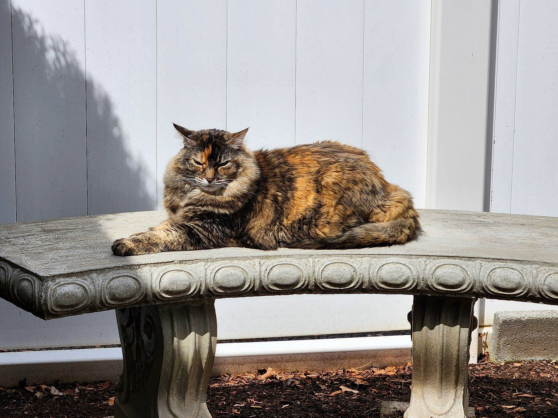 Harmony joined the competition — help win amazing prizes! bench, carnivore, cat, comfort, domestic_short_haired_cat, felidae, furniture, grass, grey, outdoor_bench, outdoor_furniture, plant, sitting, small_to_medium_sized_cats, table, tail, tree, vertebrate, whiskers, wood