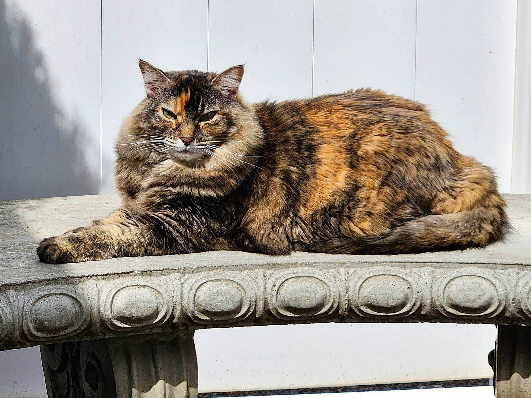 Harmony is registered to the contest to win money with this photo: bench, carnivore, cat, claw, comfort, domestic_short_haired_cat, felidae, fur, metal, outdoor_bench, outdoor_furniture, rectangle, sitting, small_to_medium_sized_cats, snout, tail, terrestrial_animal, tree, whiskers, wood