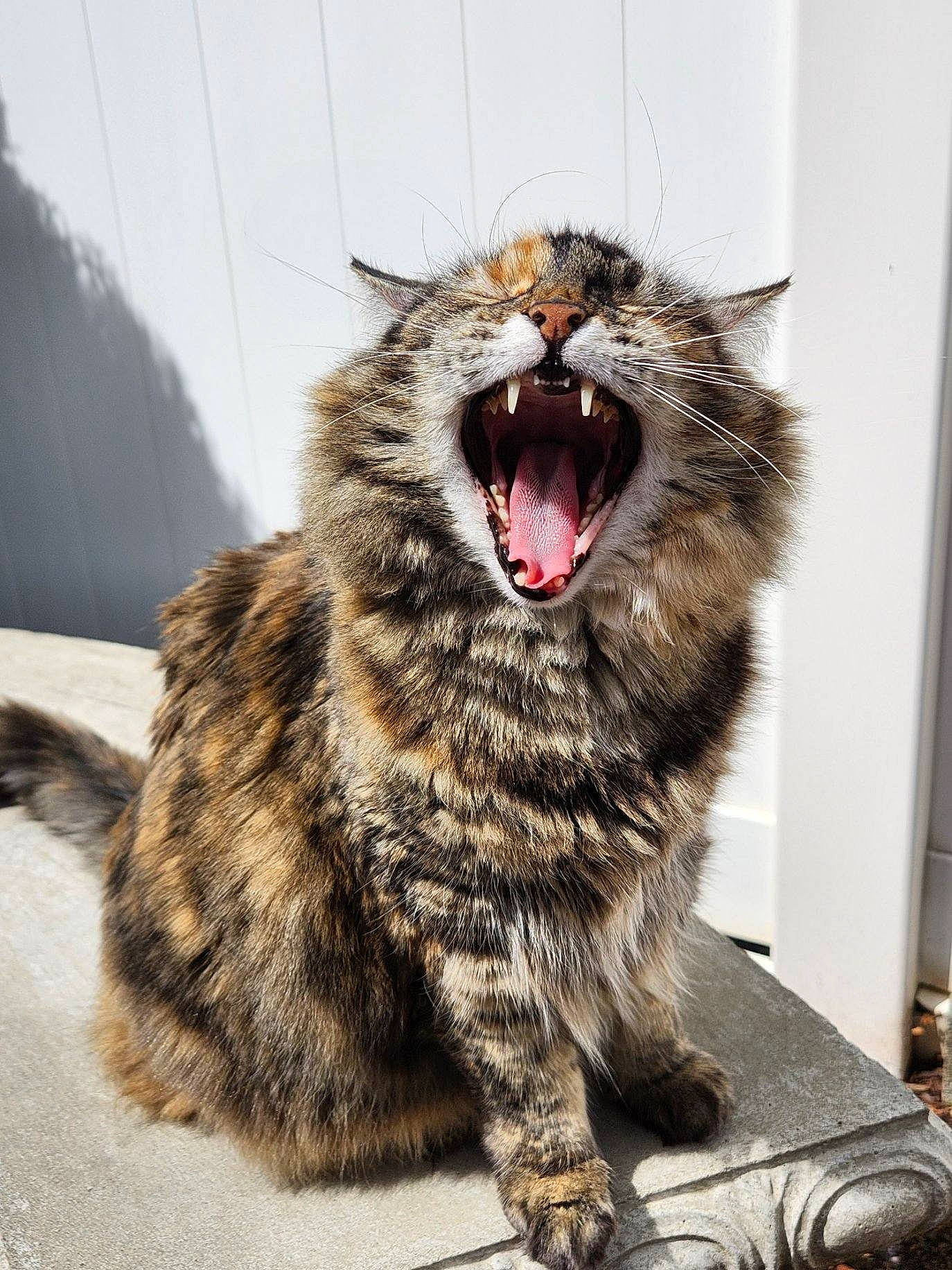Harmony is registered to the contest to win money with this photo: carnivore, cat, claw, domestic_short_haired_cat, fang, felidae, foot, fur, paw, small_to_medium_sized_cats, snout, terrestrial_animal, tooth, whiskers, window, yawn