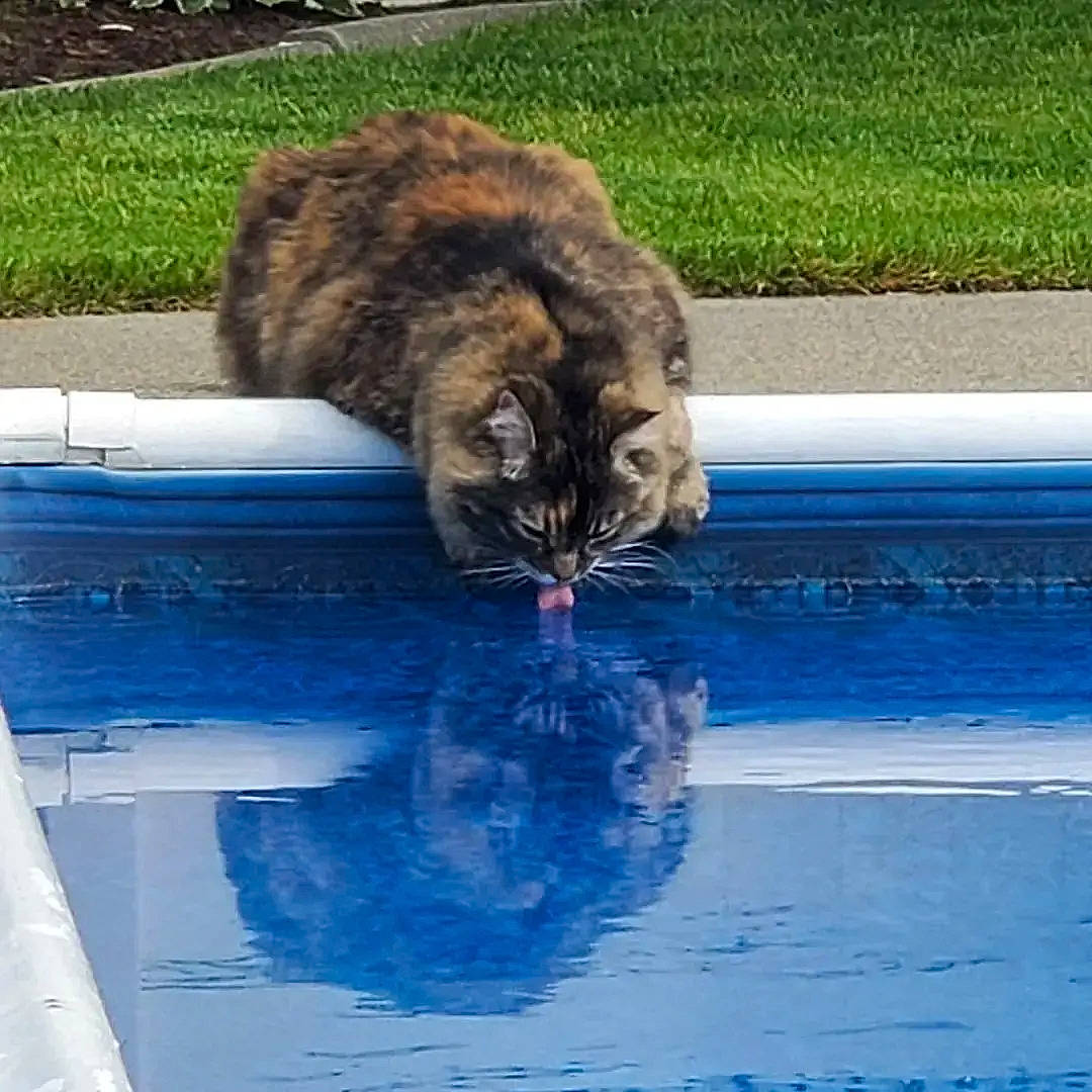 Harmony is registered to the contest to win money with this photo: blue, carnivore, cat, claw, domestic_short_haired_cat, fawn, felidae, fur, grass, leisure, plant, road_surface, small_to_medium_sized_cats, snout, tail, terrestrial_animal, tree, water, whiskers, window