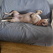 Nala a rejoint le concours — aidez-le/la à gagner de superbes lots ! dog, couch, gray_couch, indoor, wooden_floor, relaxed, sprawled, pet, canine, red_collar, sleeping, resting, domestic_animal, furniture, living_room, home, floor, fur, animal, quiet