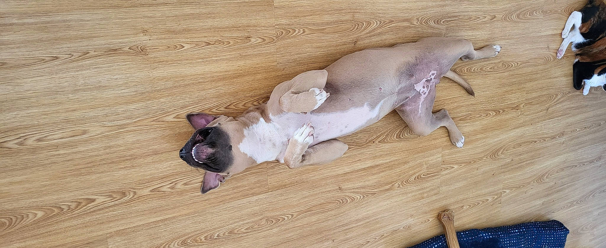 Nala participe au concours pour gagner de l'argent avec cette photo : carnivore, comfort, companion_dog, dog, dog_breed, fawn, felidae, flooring, foot, hardwood, laminate_flooring, paw, snout, sporting_group, tail, terrestrial_animal, varnish, wood, wood_flooring, wood_stain