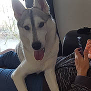 Nebbia a rejoint le concours — aidez-le/la à gagner de superbes lots ! alaskan_klee_kai, alaskan_malamute, carnivoran, dog, dog_breed, dog_breed_group, dog_like_mammal, fur, miniature_siberian_husky, northern_inuit_dog, saarloos_wolfdog, sakhalin_husky, seppala_siberian_sleddog, siberian_husky, sled_dog, snout, tamaskan_dog, wolfdog