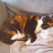 Pépite a rejoint le concours — aidez-le/la à gagner de superbes lots ! animal, blanket, calico_cat, cat, comfortable, couch, cozy, domestic_animal, feline, fur, indoor, paw, pet, pillow, relaxation, resting, sleeping, soft, tail, whiskers