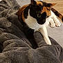 Pépite a rejoint le concours — aidez-le/la à gagner de superbes lots ! animal, blanket, calico_cat, cat, closeup, cozy, curious, domestic, feline, floor, fur, home, indoor, paws, pet, relaxed, soft_texture, tail, whiskers, wooden_floor