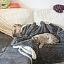 dog, cat, blanket, couch, sleeping, pet, indoor, cozy, resting, fur, animal, home, pillow, relaxation, comfortable, nap, domestic, feline, canine, quiet