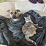 dog, cat, blanket, couch, pet, indoor, cozy, relaxed, furry, animal, companion, resting, fur, snug, comfort, home, laying, domestic, cute, friendship