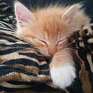 Garfild a rejoint le concours — aidez-le/la à gagner de superbes lots !