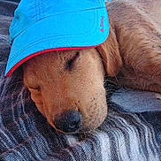 Tango participe au concours pour gagner de l'argent avec cette photo :