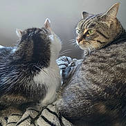 Olaf participe au concours pour gagner de l'argent avec cette photo : cat, feline, pet, animal, tabby_cat, fur, whiskers, ears, blanket, striped, cozy, indoor, resting, companionship, cute, mammal, domestic_animal, two_cats, close_up, relaxation